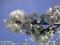Bild#1(01_bild_titel_kirschbluete.jpg)