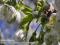 Bild#2(02_bild_titel_kirschbluete2.jpg)