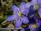 Bild#16(16_leberbluemchen.jpg)